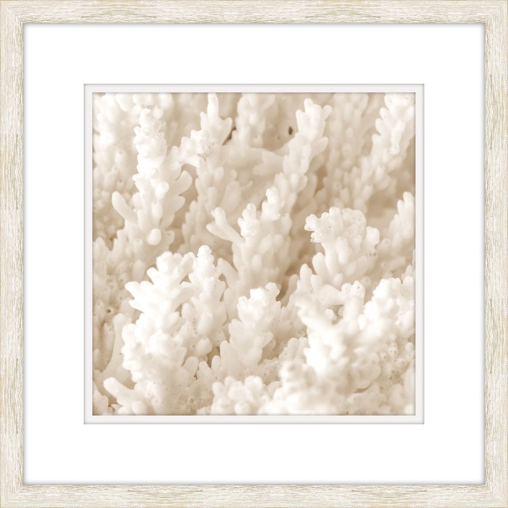 White Coral V