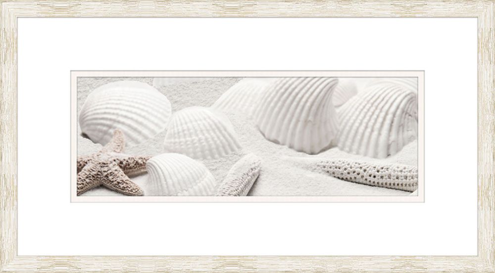 Scallop shells  II