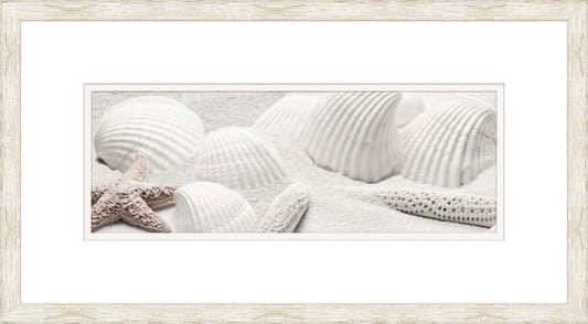 Scallop shells  II