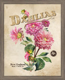Seed Packet Dahlias