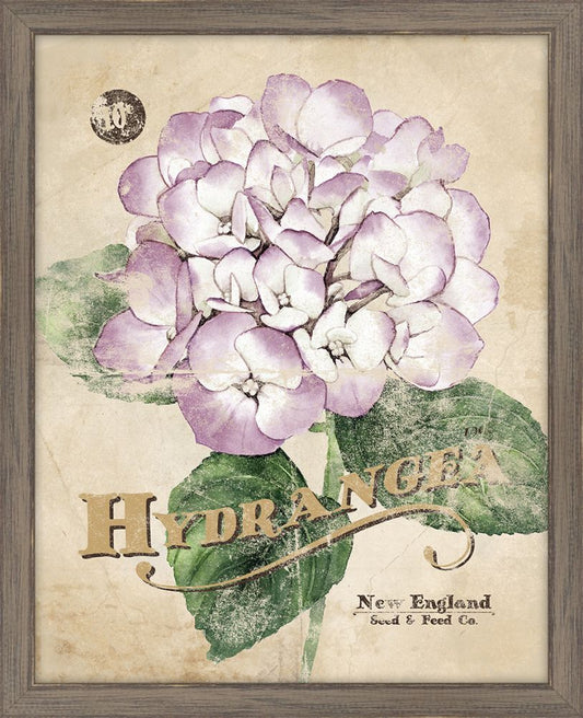 Seed Packet Hydrangea II