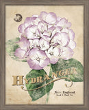Seed Packet Hydrangea II