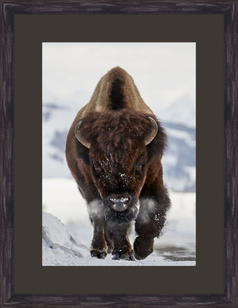 Bison Incoming