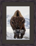 Bison Incoming