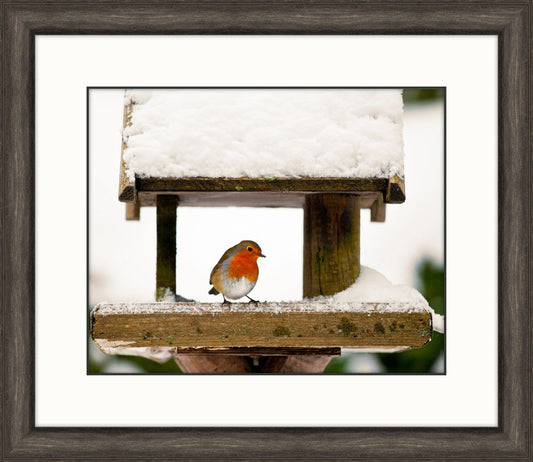 Bird In The Snow