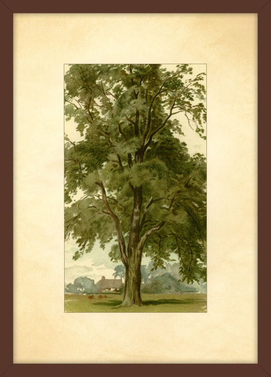 Pastoral Setting I