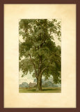 Pastoral Setting I
