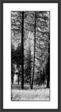Forest of Trees  I
