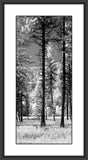 Forest of Trees  II