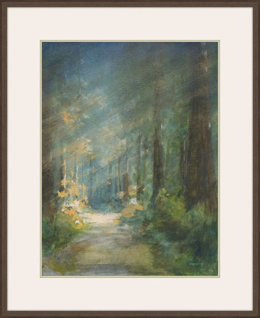 Sun Soaked Redwoods