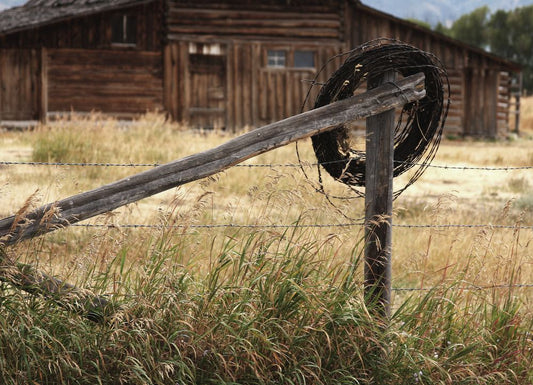 Barbed Wire, Texas Boxed Canvas