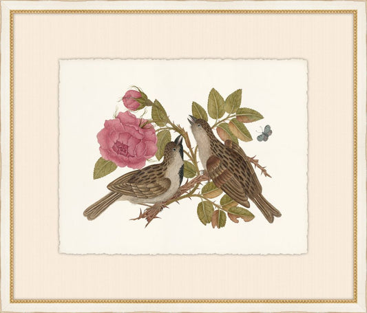 Birds, Blooms, and Bugs V