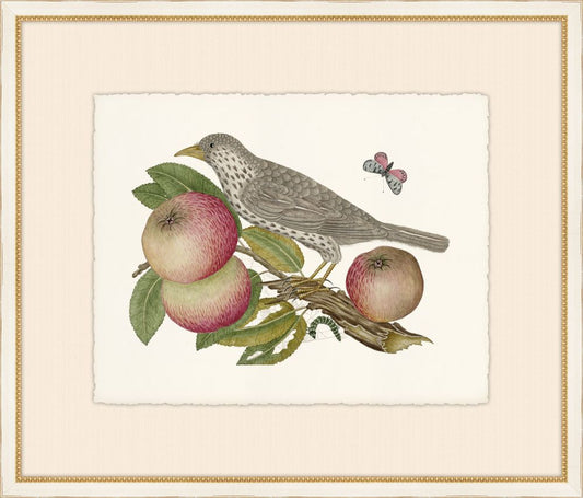 Birds, Blooms, and Bugs VII