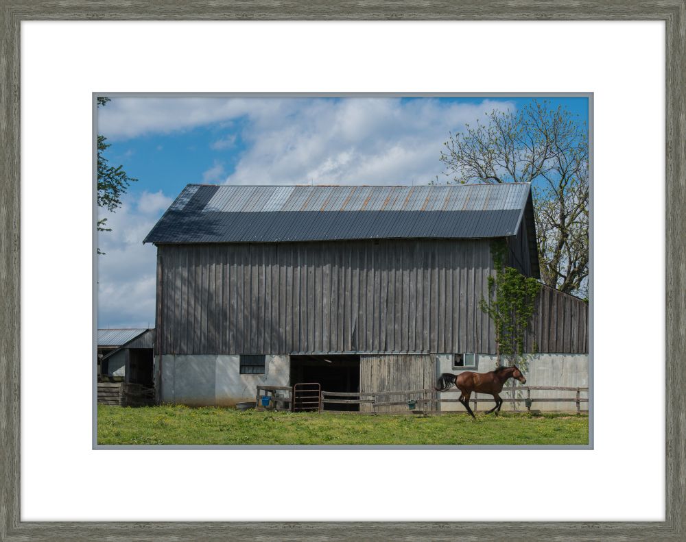 Spring Gallop