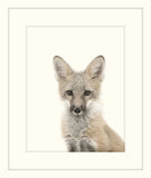 Little Fox