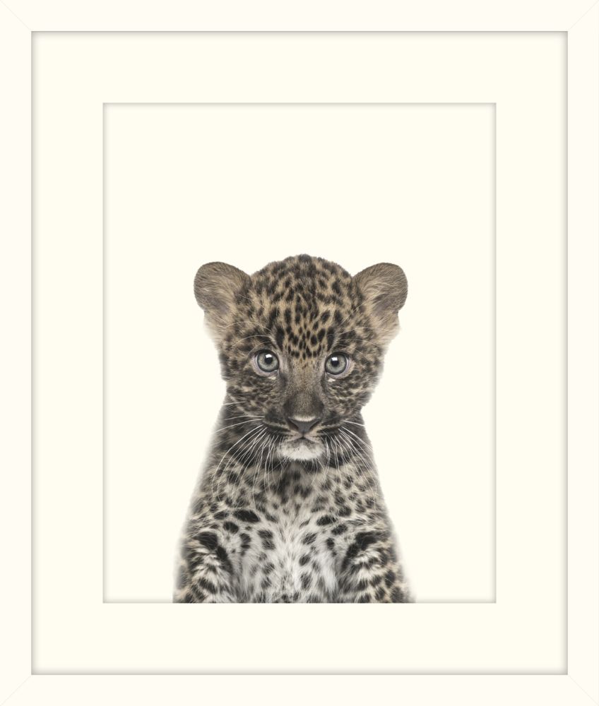 Little Leopard