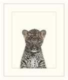 Little Leopard