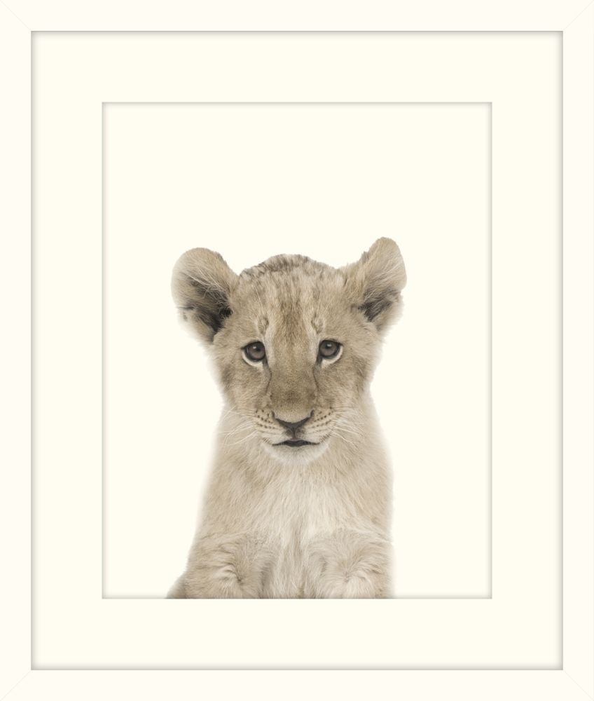 Little Lion
