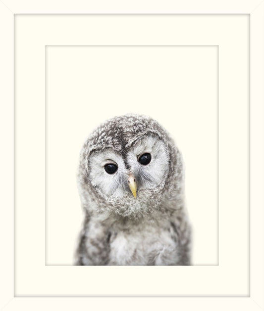 Little Owl