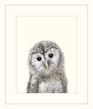 Little Owl