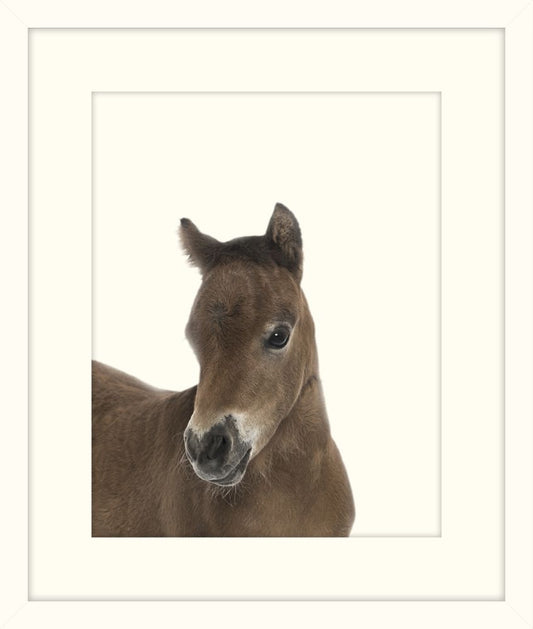 Little Pony