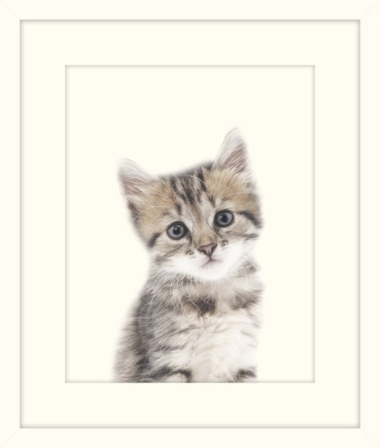 Little Kitten