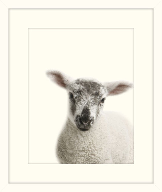 Little Lamb