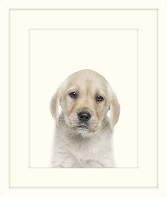 Little Puppy
