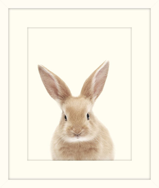 Little Bunny
