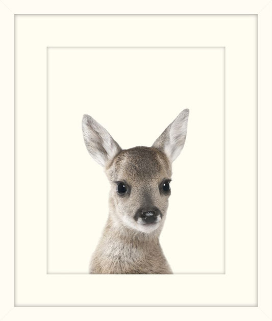 Little Fawn