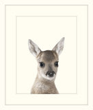 Little Fawn