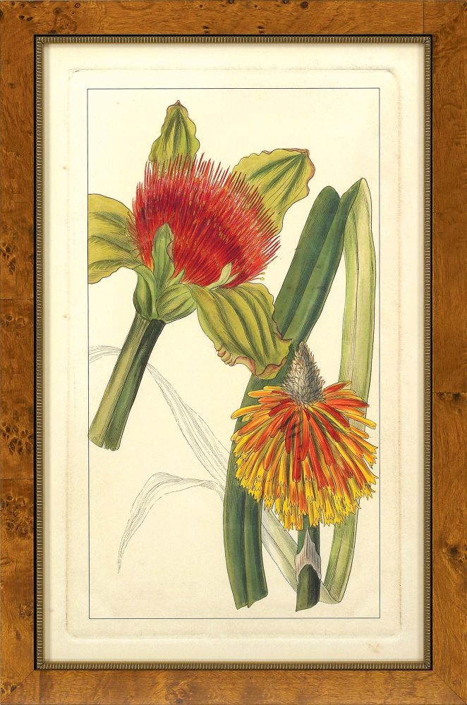 Rachel's Tropicals I