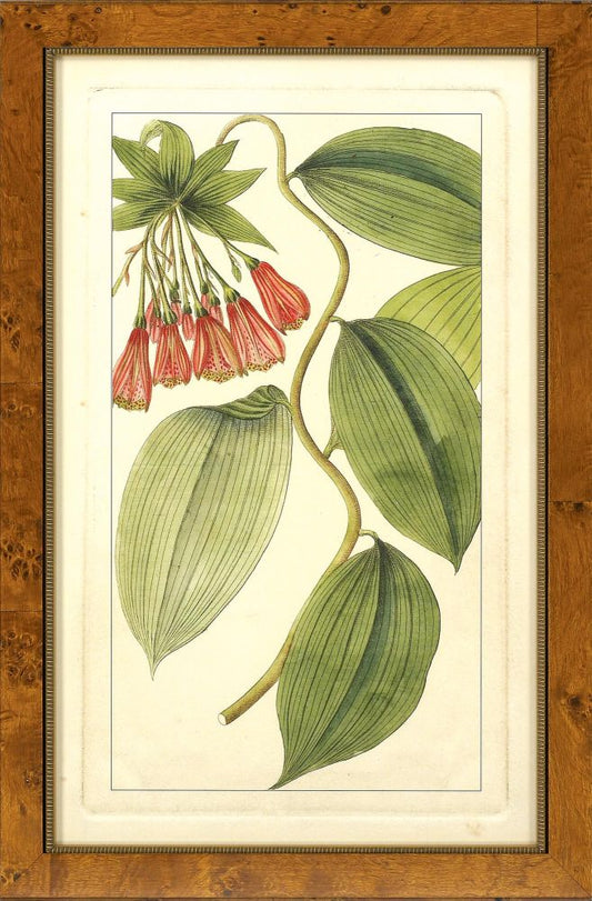 Rachel' Tropicals IV