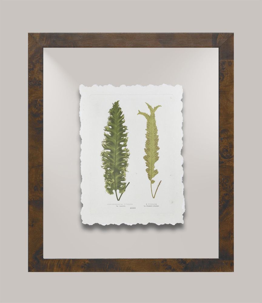 Toland's Ferns I
