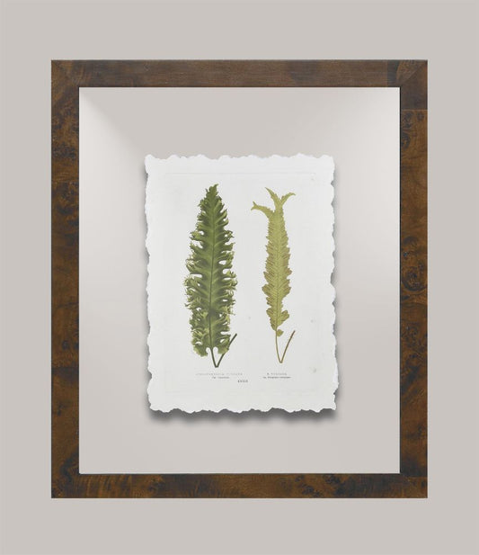 Toland's Ferns I