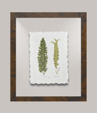Toland's Ferns I