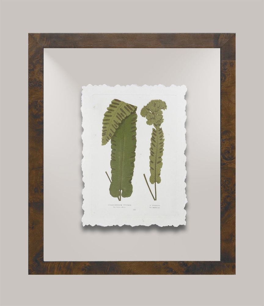 Toland's Ferns II