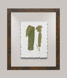Toland's Ferns II