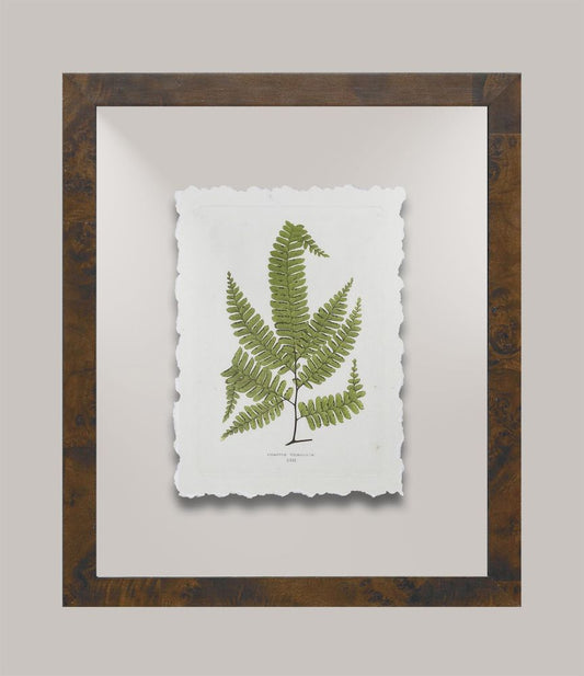 Toland's Ferns III