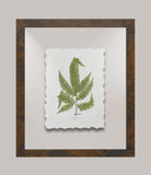 Toland's Ferns III