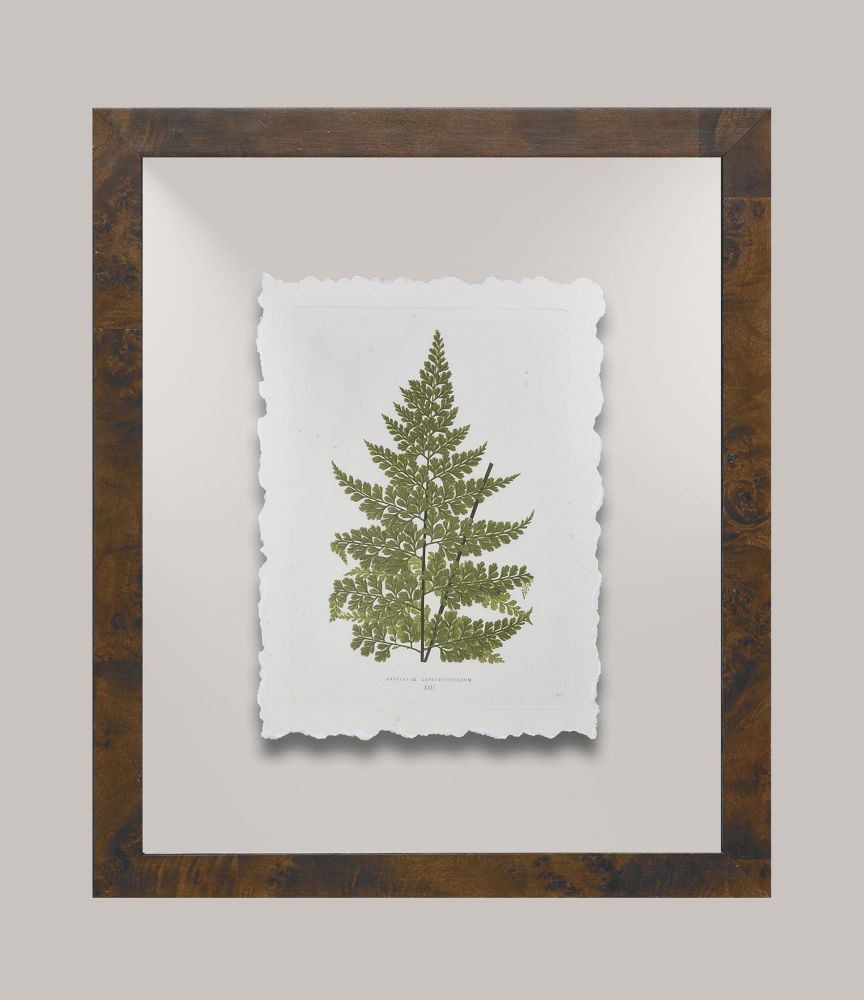Toland's Ferns IV