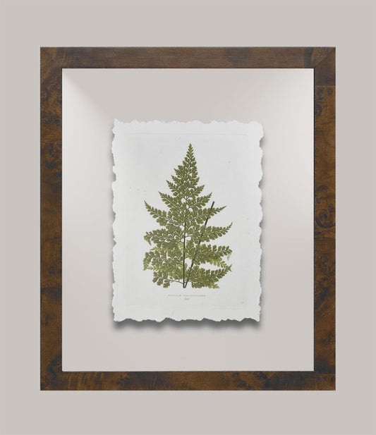 Toland's Ferns IV