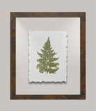 Toland's Ferns IV