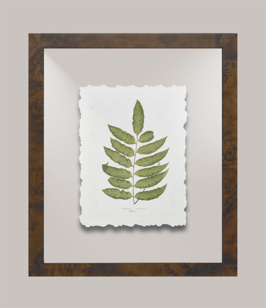 Toland's Ferns V