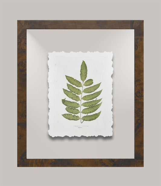 Toland's Ferns V