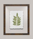 Toland's Ferns V