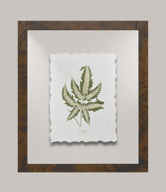 Toland's Ferns VI