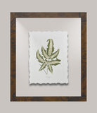 Toland's Ferns VI