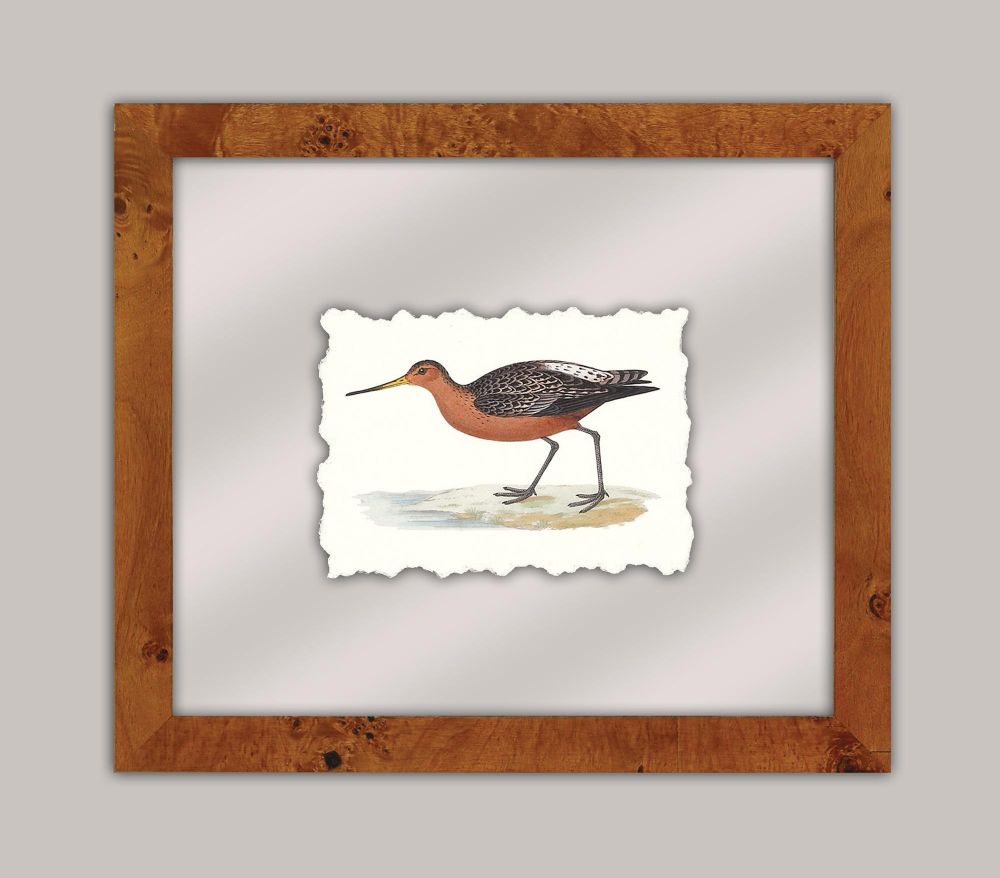 Shore Birds I