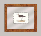 Shore Birds II